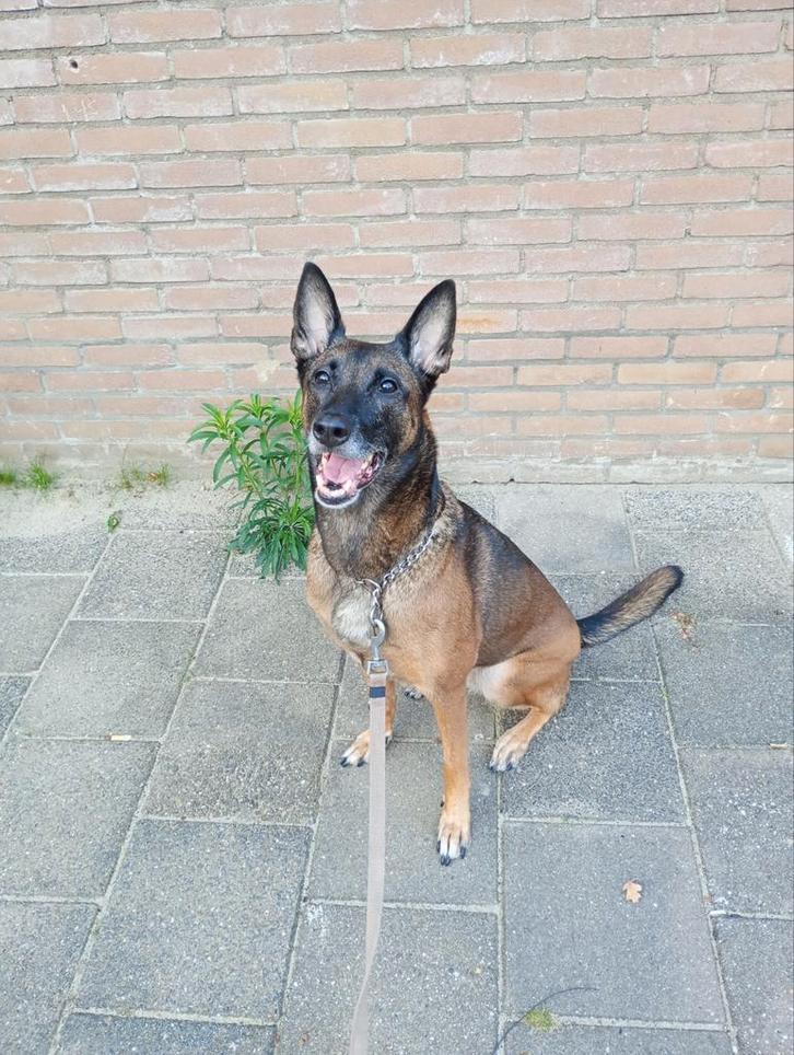 Mechelse herder., Dieren en Toebehoren, Honden | Herdershonden en Veedrijvers, Teef, Herder, Particulier, Eén hond, Nederland