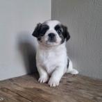 Te koop mooie boomer pups, Dieren en Toebehoren, Overige rassen, 8 tot 15 weken, Meerdere, Meerdere dieren