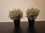 2x Fejka Kunstplantjes - IKEA, Ophalen of Verzenden, Zo goed als nieuw, Binnen