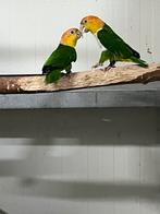 Koppel groendij caique 2020, Meerdere dieren, Papegaai, Geringd