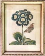 Ets Bloem Primula Vlinder antiek Nederlandsch Bloemwerk 1794, Antiek en Kunst, Kunst | Etsen en Gravures, Ophalen of Verzenden