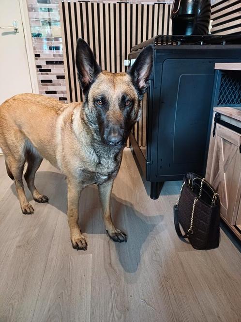 Mechelse herder, Dieren en Toebehoren, Honden | Herdershonden en Veedrijvers, Teef, Herder, Particulier, Eén hond, Nederland, 3 tot 5 jaar