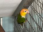 Witbuik caique pop, Dieren en Toebehoren, Vrouwelijk, Papegaai
