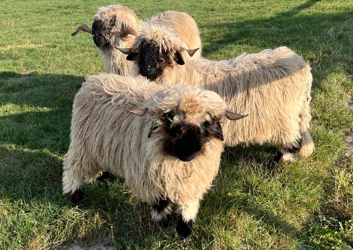 Walliser Schwarznase Rammen te koop, Dieren en Toebehoren, Schapen, Geiten en Varkens, Schaap, Mannelijk, 0 tot 2 jaar