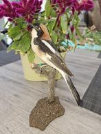 Prachtige nieuw opgezette zeldzame roodkop klauwier, Verzenden, Nieuw, Vogel, Opgezet dier