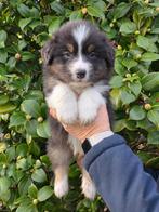 Prachtige Aussiepup met stamboom, Parvo, Nederland, Reu, 8 tot 15 weken