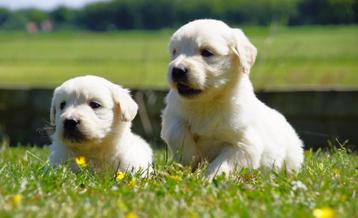 Lieve Golden Retriever pups uit stamboomlijn beschikbaar voor biedingen