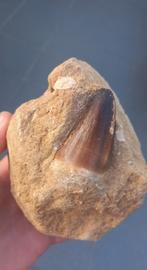 Grote Mosasaurus tand in origineel matrix fossiel Marokko, Ophalen of Verzenden, Fossiel