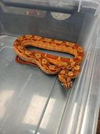 Diversen nakweek boa ci morphs te koop, Slang