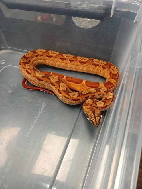 Diversen nakweek boa ci morphs te koop, Dieren en Toebehoren, Reptielen en Amfibieën, Slang
