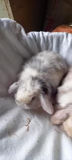 JONGE MINILOP DWERG MET BLAUW OGEN, Dieren en Toebehoren, Konijnen, Vrouwelijk, Dwerg