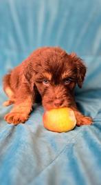 Supermooie Aussiedoodle/aussiedoodles pups, Dieren en Toebehoren, Honden | Niet-rashonden, CDV (hondenziekte), 8 tot 15 weken