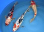 Sanke 36-38 cm Sansai, Karper of Koi
