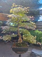 Bonsai collectie gezocht!, Tuin en Terras, Planten | Tuinplanten, Vaste plant, Bloeit niet, Halfschaduw, Ophalen