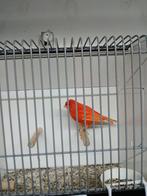 Te koop rode kanaries, Dieren en Toebehoren, Mannelijk, Kleurkanarie