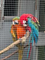 Kopel aras. Nan groenvleugel. Pop hybride, Meerdere dieren, Papegaai