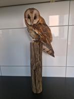 taxidermie opgezette kerkuil, Ophalen of Verzenden, Zo goed als nieuw, Vogel, Opgezet dier