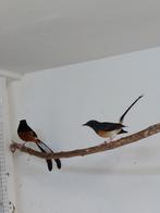 koppel Schamalijsters, Dieren en Toebehoren, Vogels | Overige Vogels, Meerdere dieren, Tropenvogel, Geringd