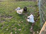 1 cochin en 3 zijdehoender hanen te koop., Dieren en Toebehoren, Mannelijk, Kip