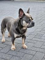 franse bulldog dekreu, Reu, CDV (hondenziekte), 1 tot 2 jaar, Meerdere