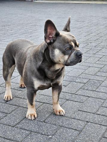 franse bulldog dekreu beschikbaar voor biedingen