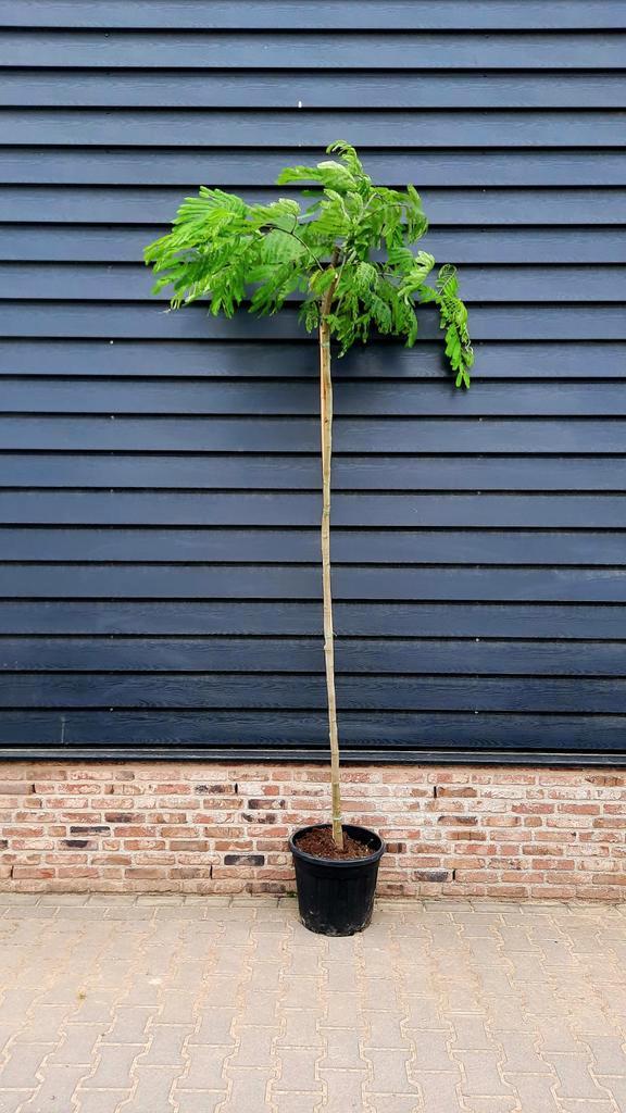 Albizia julibrissin slaapboom 🌿🌺, Tuin en Terras, Planten | Bomen, Overige soorten, Volle zon, Ophalen