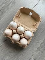 Kalkoen eieren kalkoen ei, Zo goed als nieuw, Ophalen, Drinken en Voederen
