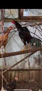 Shamo(brazil x hint), Dieren en Toebehoren, Meerdere dieren, Kip