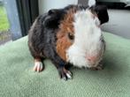 Lief beertje Willem, Dieren en Toebehoren, Knaagdieren, September, Mannelijk, Cavia