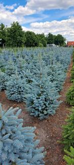 Kerstbomen aangeboden. Fraseri, Nordmann, Omorika,  Abies, Ophalen