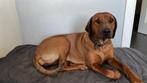 rhodesian ridgeback pups, Overige rassen, 8 tot 15 weken, Meerdere, Meerdere dieren