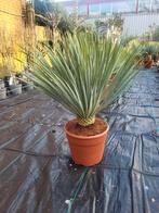 Mooie grote volle yucca rostrata planten spotgoedkoop, Tuin en Terras, Ophalen of Verzenden, Overige soorten, Volle zon