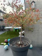 Salix Nashiki boom plant met grote pot, Ophalen of Verzenden, Volle zon, Overige soorten
