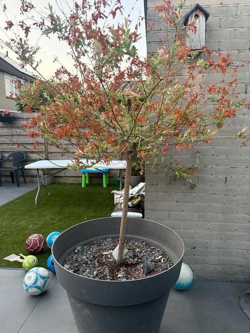 Salix Nashiki boom plant met grote pot, Tuin en Terras, Planten | Bomen, Overige soorten, Volle zon, Ophalen of Verzenden