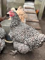 Mechelse hoender, Dieren en Toebehoren, Vrouwelijk, Kip