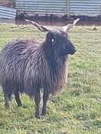 Zeldzame kleur racka ram, Dieren en Toebehoren, Schapen, Geiten en Varkens, Mannelijk, Schaap