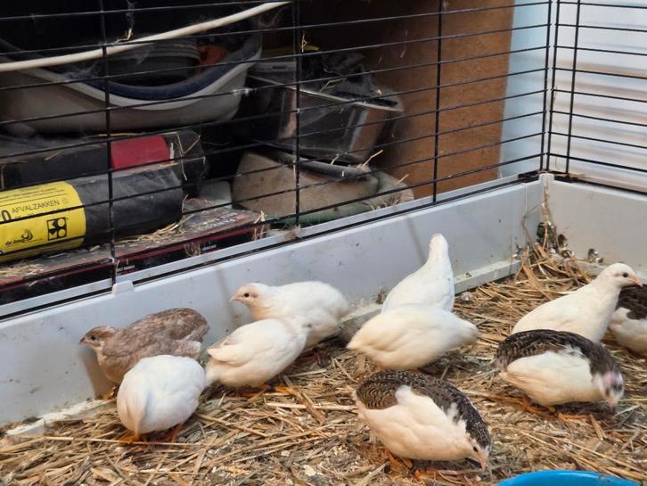 Jonge kwartels van 2025, Dieren en Toebehoren, Vogels | Overige Vogels, Tropenvogel, Meerdere dieren, Geringd