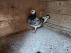 Duif gevonden in Venhuizen, Dieren en Toebehoren, Vogels | Duiven, Vrouwelijk