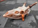 Grote Schedel Edelhert / Damhert Spitser met onderkaak, Ophalen of Verzenden, Zo goed als nieuw, Schedel