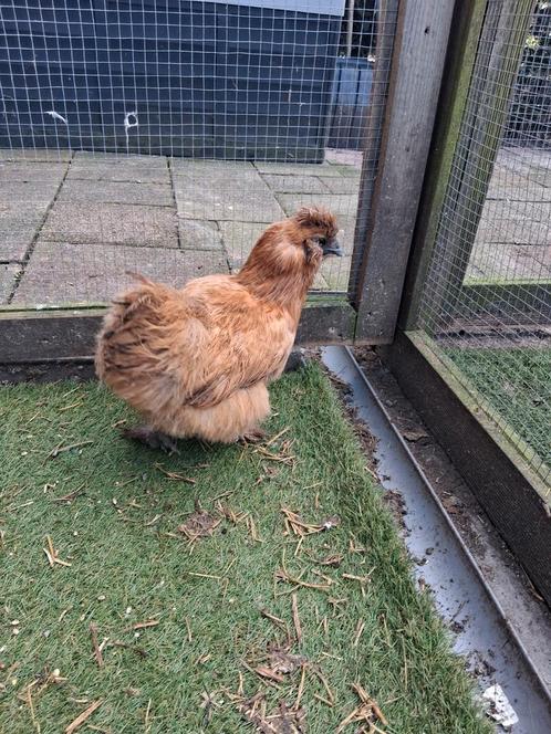 3 volwassen zijdehoen hennen voor 60 euro, Dieren en Toebehoren, Pluimvee, Kip, Meerdere dieren