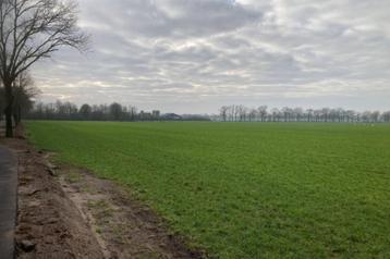 graszoden teelt beschikbaar voor biedingen