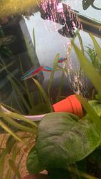 Mooi aqarium, Dieren en Toebehoren, Vissen | Aquariumvissen, Vis