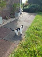 Speelse kitten te koop, Dieren en Toebehoren, Poes, Kortharig, 0 tot 2 jaar