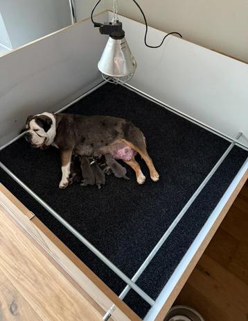 Werpkist hond 134x134x57 cm beschikbaar voor biedingen