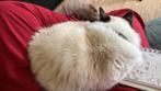 Gezocht: kattenoppas voor onze 2 katten wk 32 en 33, Ophalen