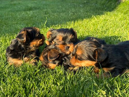 York Shire pupjes, Dieren en Toebehoren, Honden | Chihuahua's en Gezelschapshonden, Meerdere dieren, Overige rassen, Fokker | Professioneel