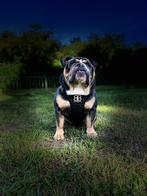 Engelse Bulldog, Dieren en Toebehoren, Honden | Chihuahua's en Gezelschapshonden, Particulier, Rabiës (hondsdolheid), 3 tot 5 jaar