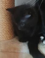 Kittens, Dieren en Toebehoren, Ophalen