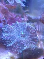 Ricordea florida blue, Dieren en Toebehoren, Overige typen, Zoutwatervis