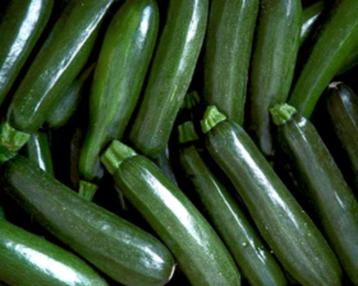 Courgette Black Beauty beschikbaar voor biedingen